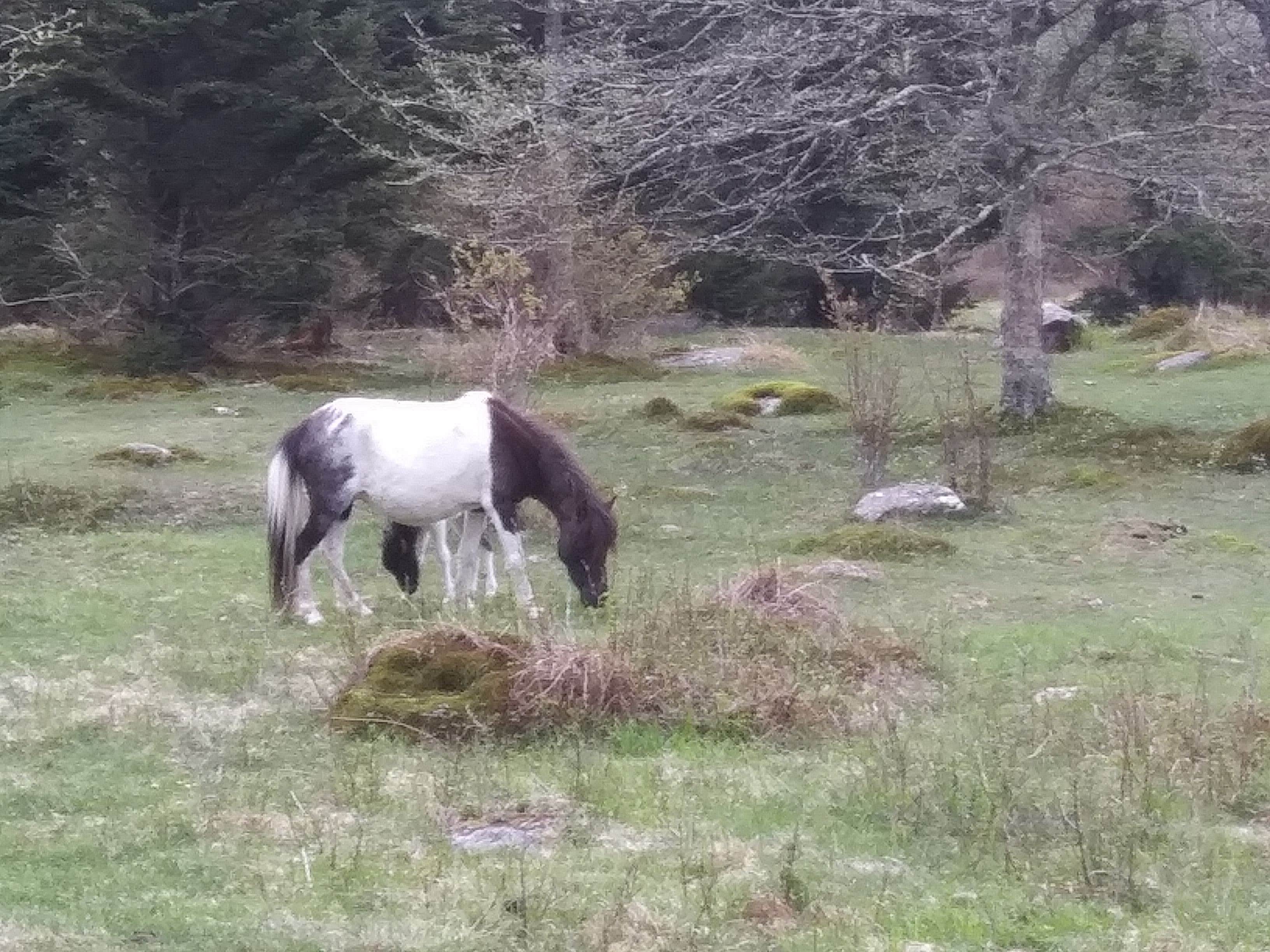 Camper-submitted photo at Hickory Ridge Campground — Grayson Highlands State Park in Virginia