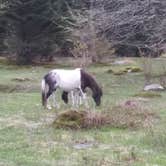 Review photo of Hickory Ridge Campground — Grayson Highlands State Park by Danielle L., November 9, 2020