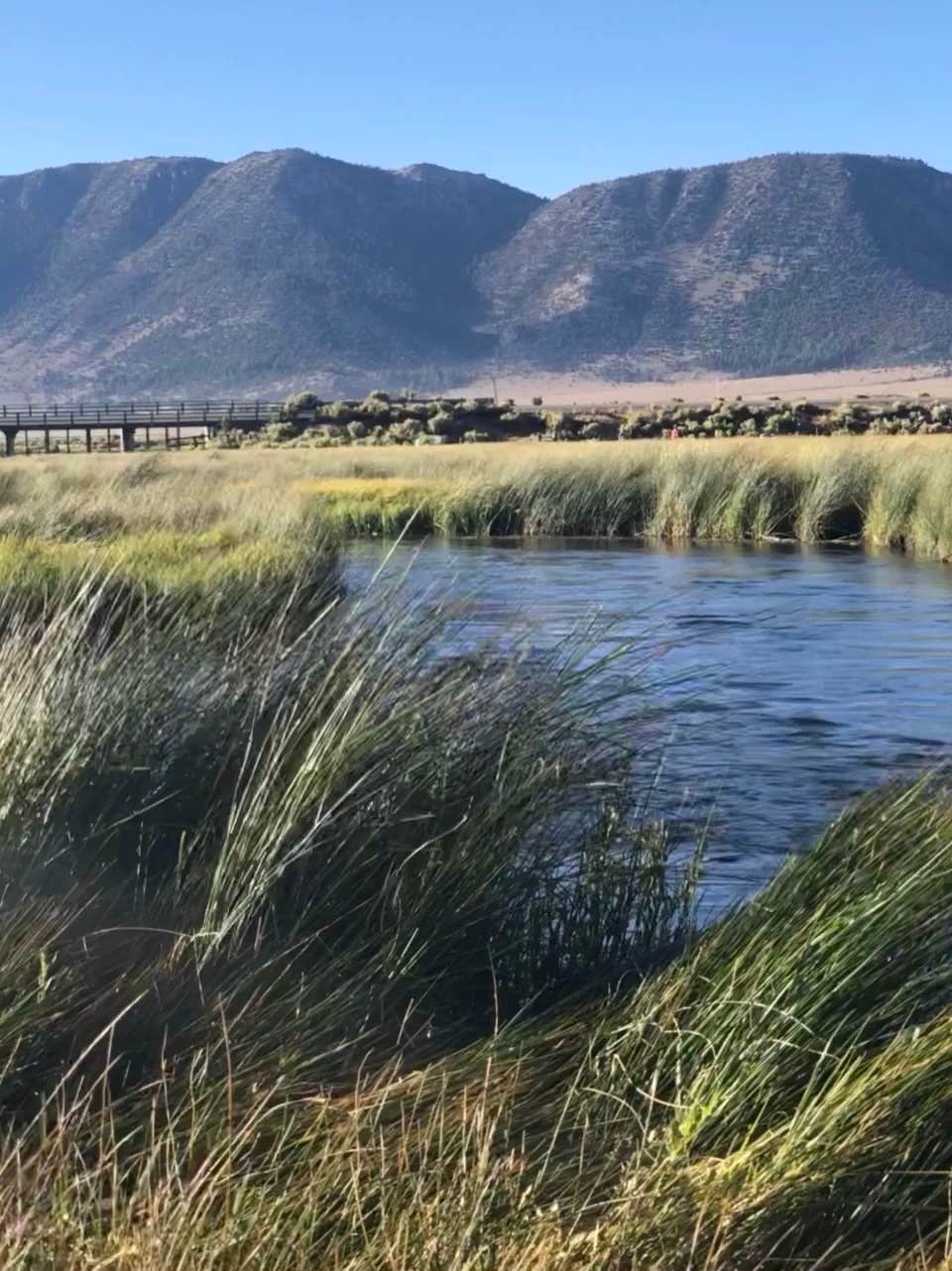 Camper submitted image from Browns Owens River Campground - 4