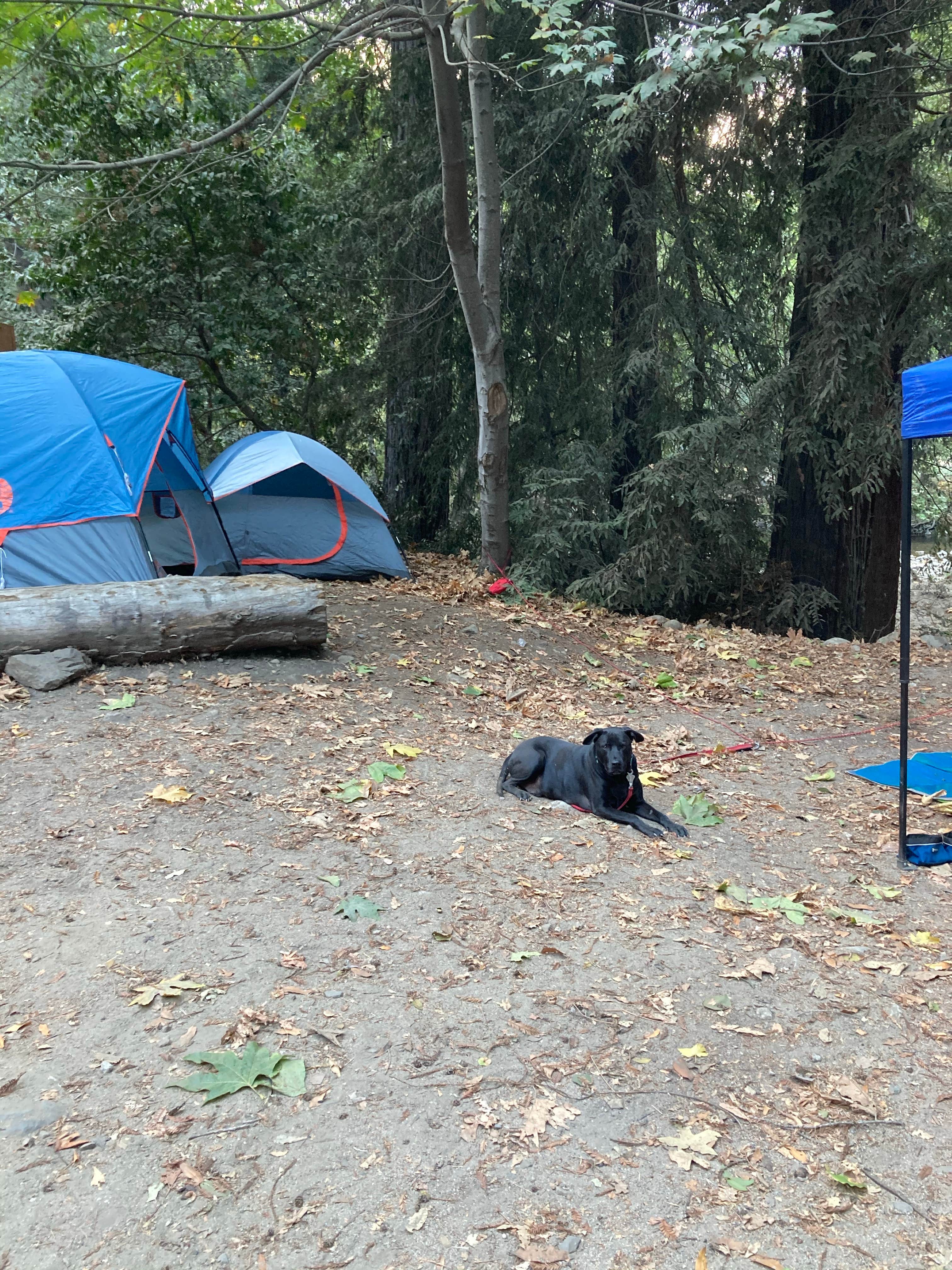 Christina L.'s photo of camping with pets at Fernwood Campground & Resort near Carmel Valley Village, CA