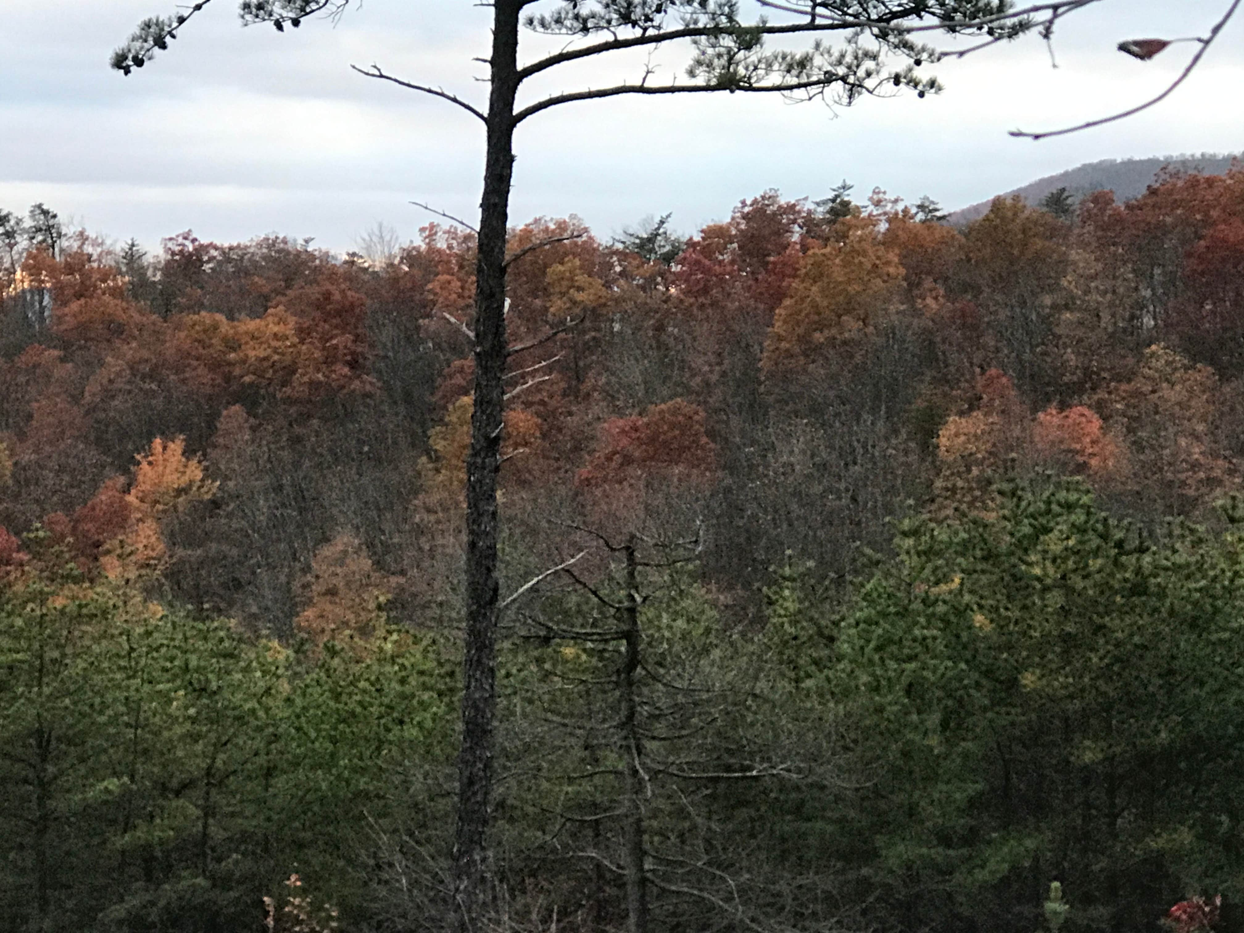 Camper-submitted photo at Old NC 105 - Dispersed Camping near Connelly Springs, NC