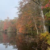 Review photo of Trap Pond State Park Campground by Laure D., November 10, 2020