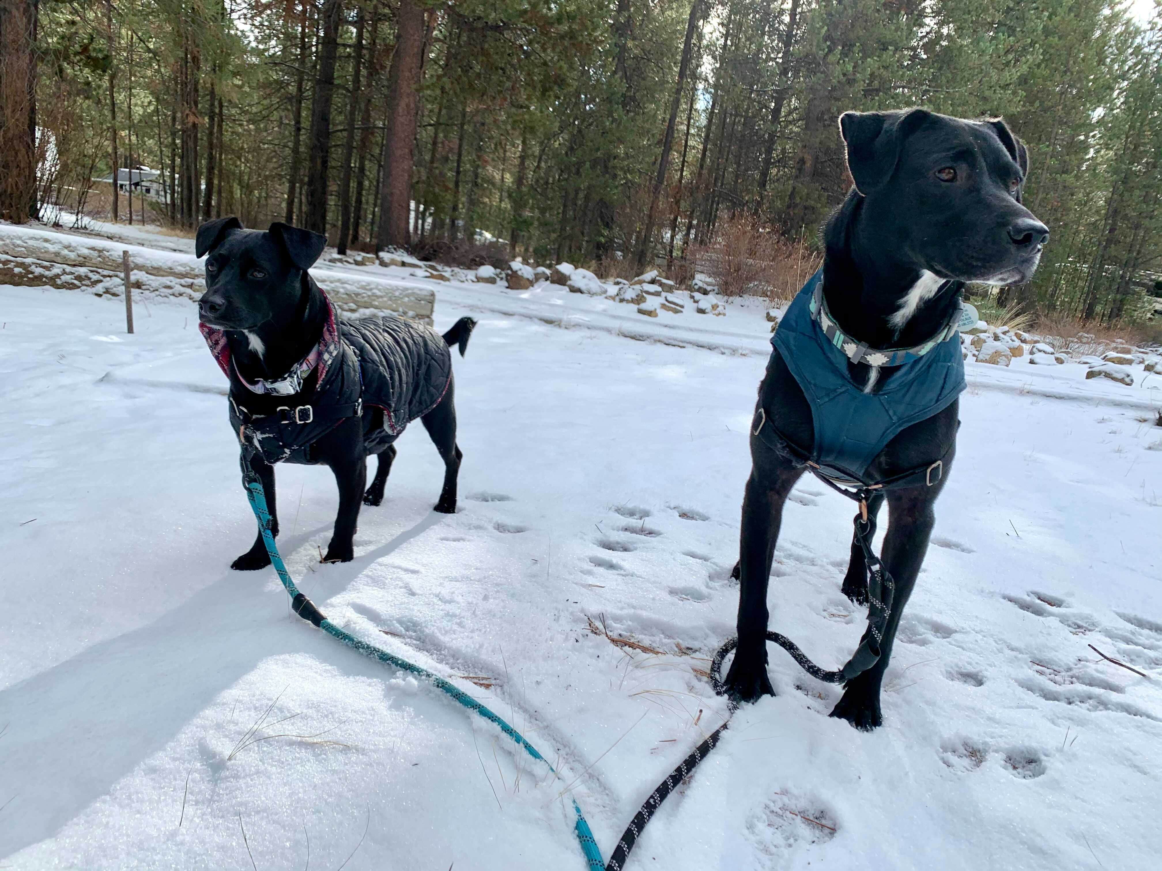 Mandy's photo of camping with pets at LaPine State Park Campground near Fort Rock, OR