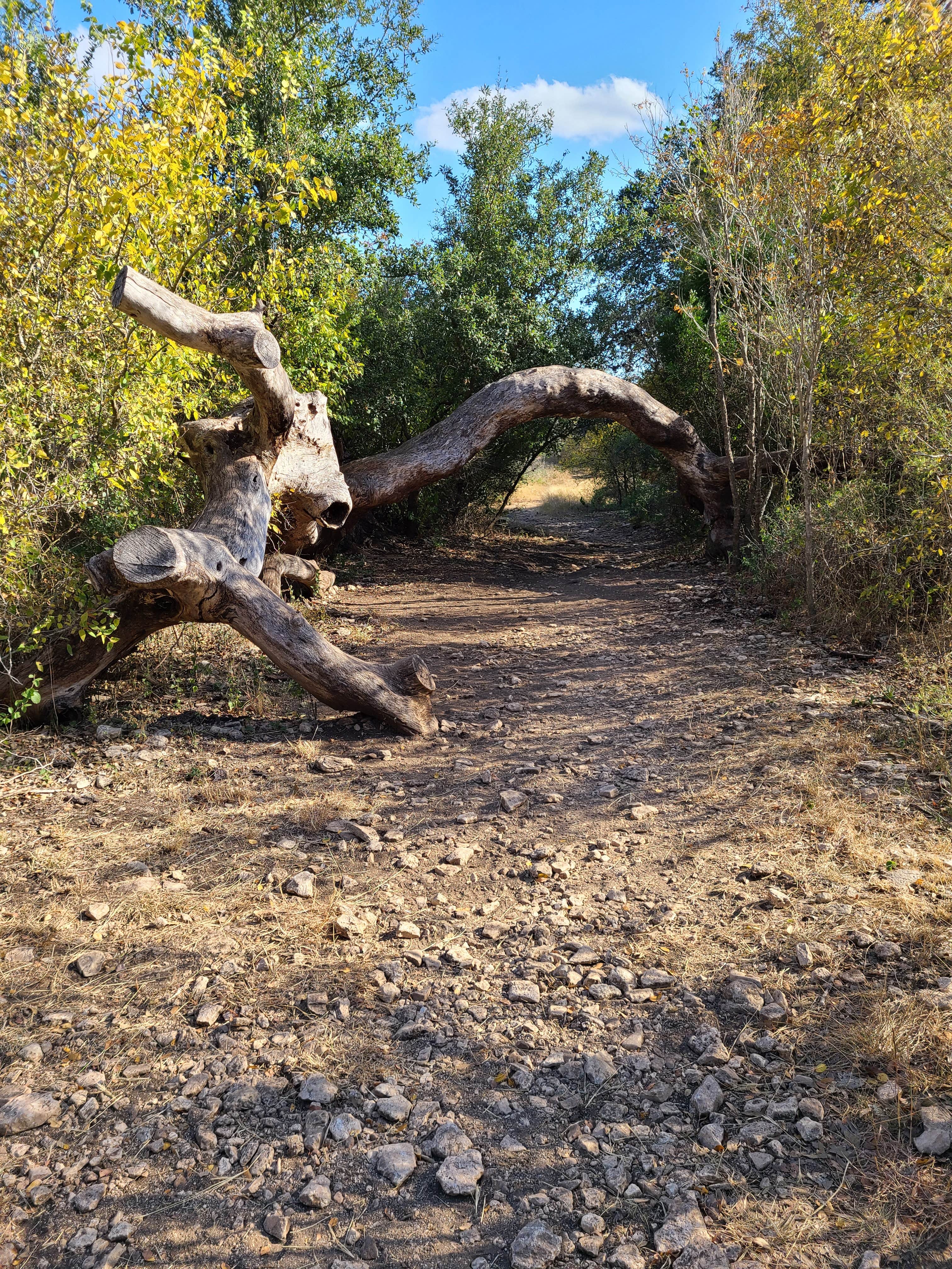 Camper-submitted photo at Government Canyon State Natural Area near Elmendorf, TX