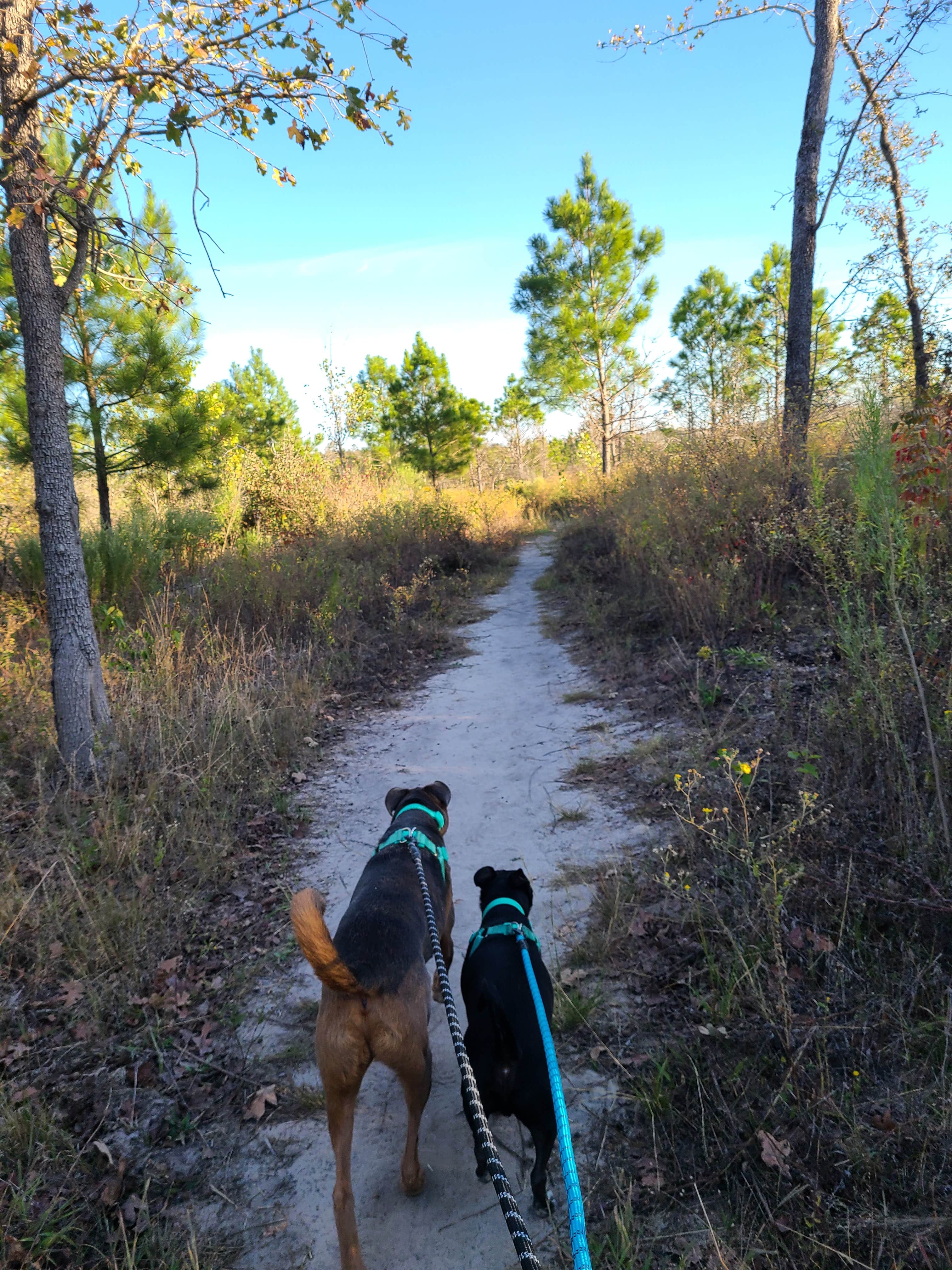 Dani D.'s photo of camping with pets at Bastrop State Park Campground near Shiner, TX
