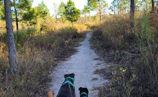 Dani D.'s photo of camping with pets at Bastrop State Park Campground near Schulenburg, TX