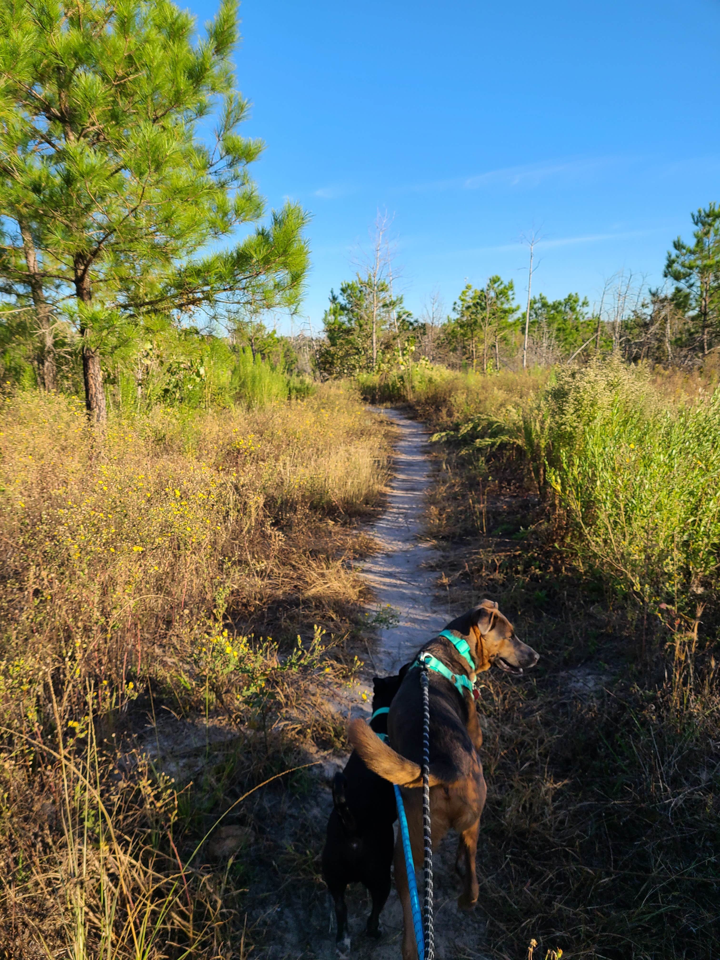 Dani D.'s photo of camping with pets at Bastrop State Park Campground near Bastrop, TX
