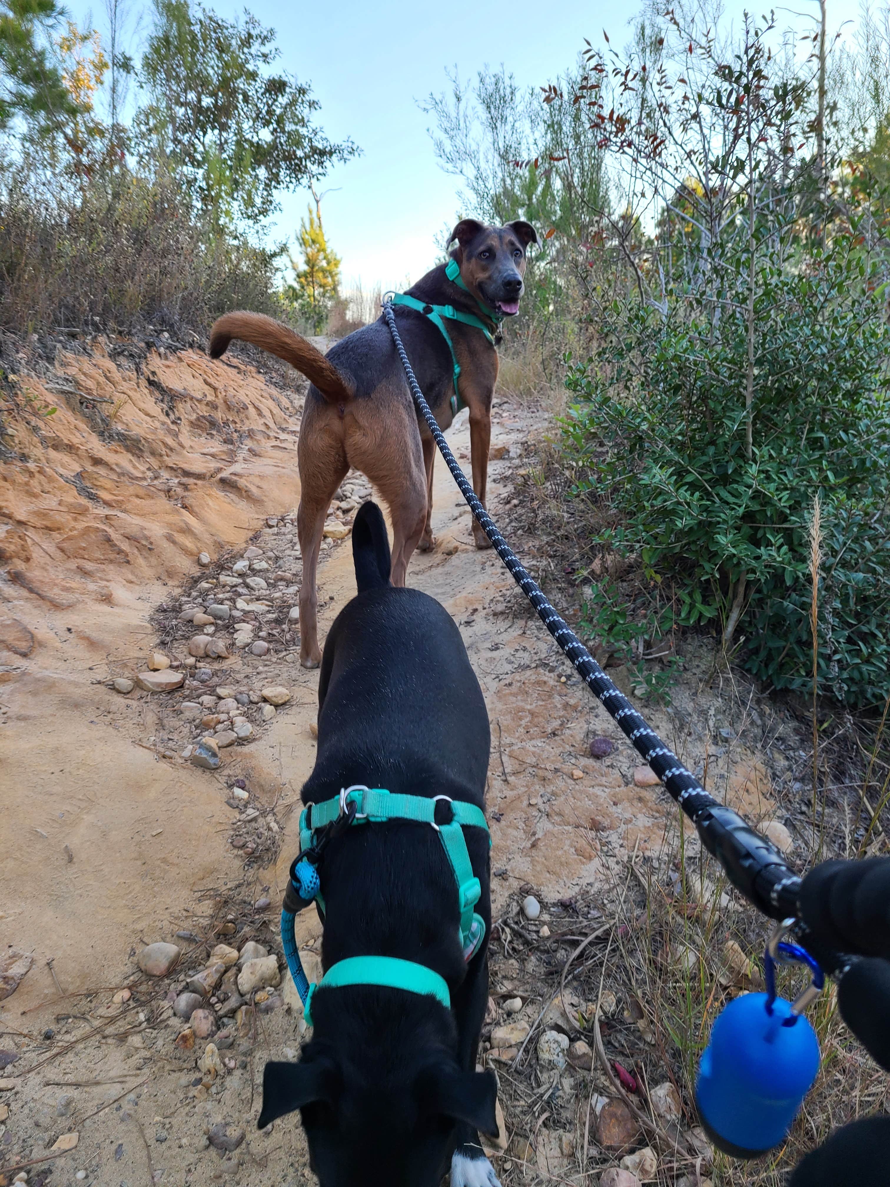 Dani D.'s photo of camping with pets at Bastrop State Park Campground near Ledbetter, TX