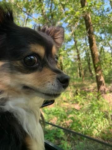 Jeff P.'s photo of camping with pets at Hickory Nut Mountain near Ouachita National Forest