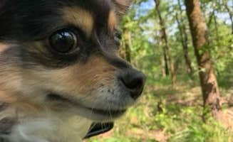 Jeff P.'s photo of camping with pets at Hickory Nut Mountain near Ouachita Lake