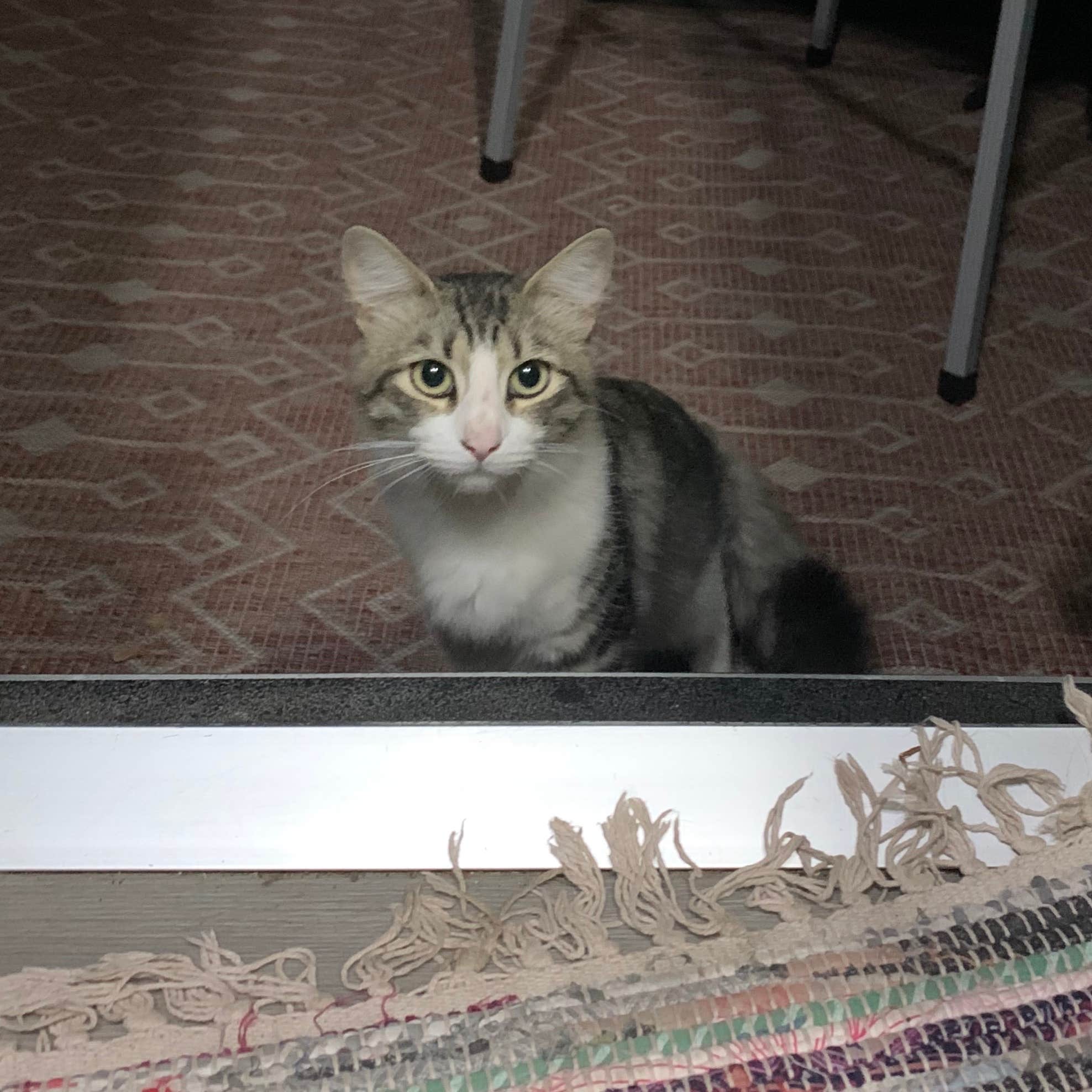 Meg R.'s photo of camping with pets at Colusa-Sacramento River State Recreation Area Campground near Chico, CA