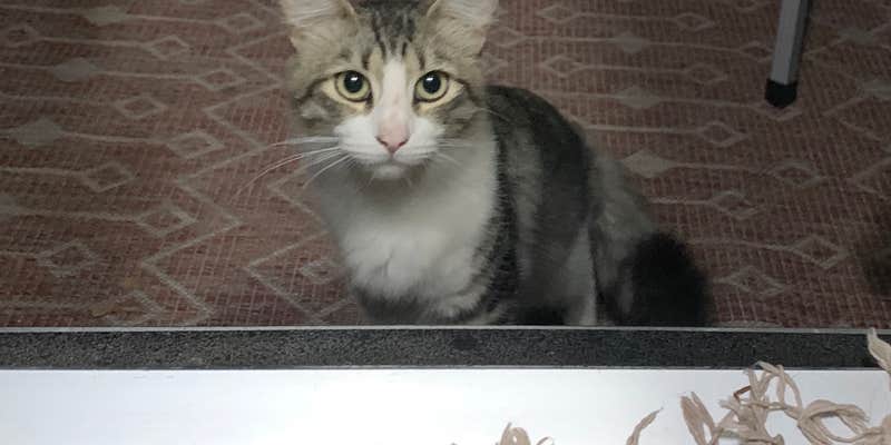 Camper submitted image from Colusa-Sacramento River State Recreation Area Campground