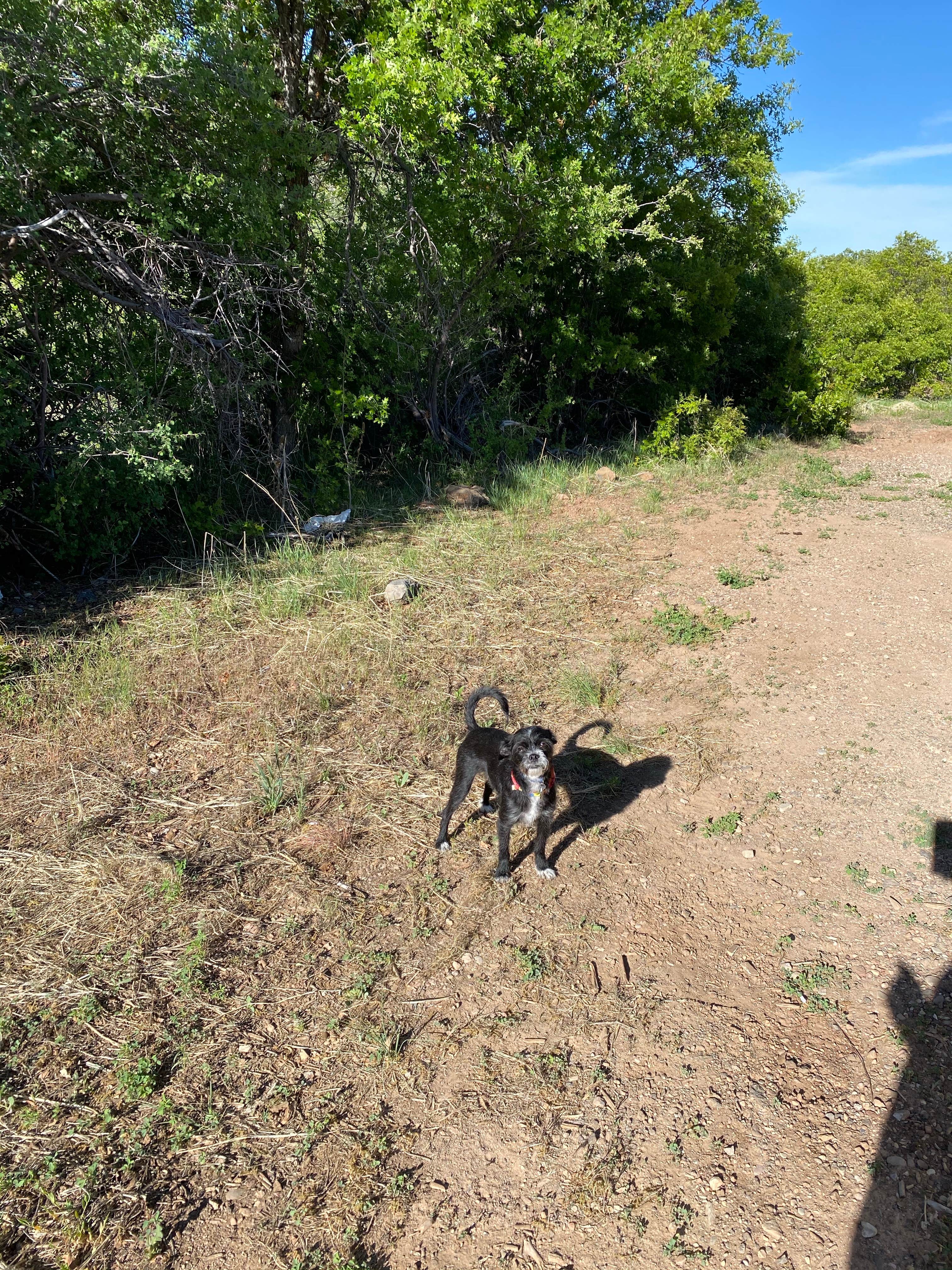 Brittney  C.'s photo of camping with pets at Kolob Terrace Road Dispersed near Zion National Park