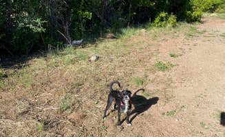Brittney  C.'s photo of camping with pets at Kolob Terrace Road Dispersed near Zion National Park
