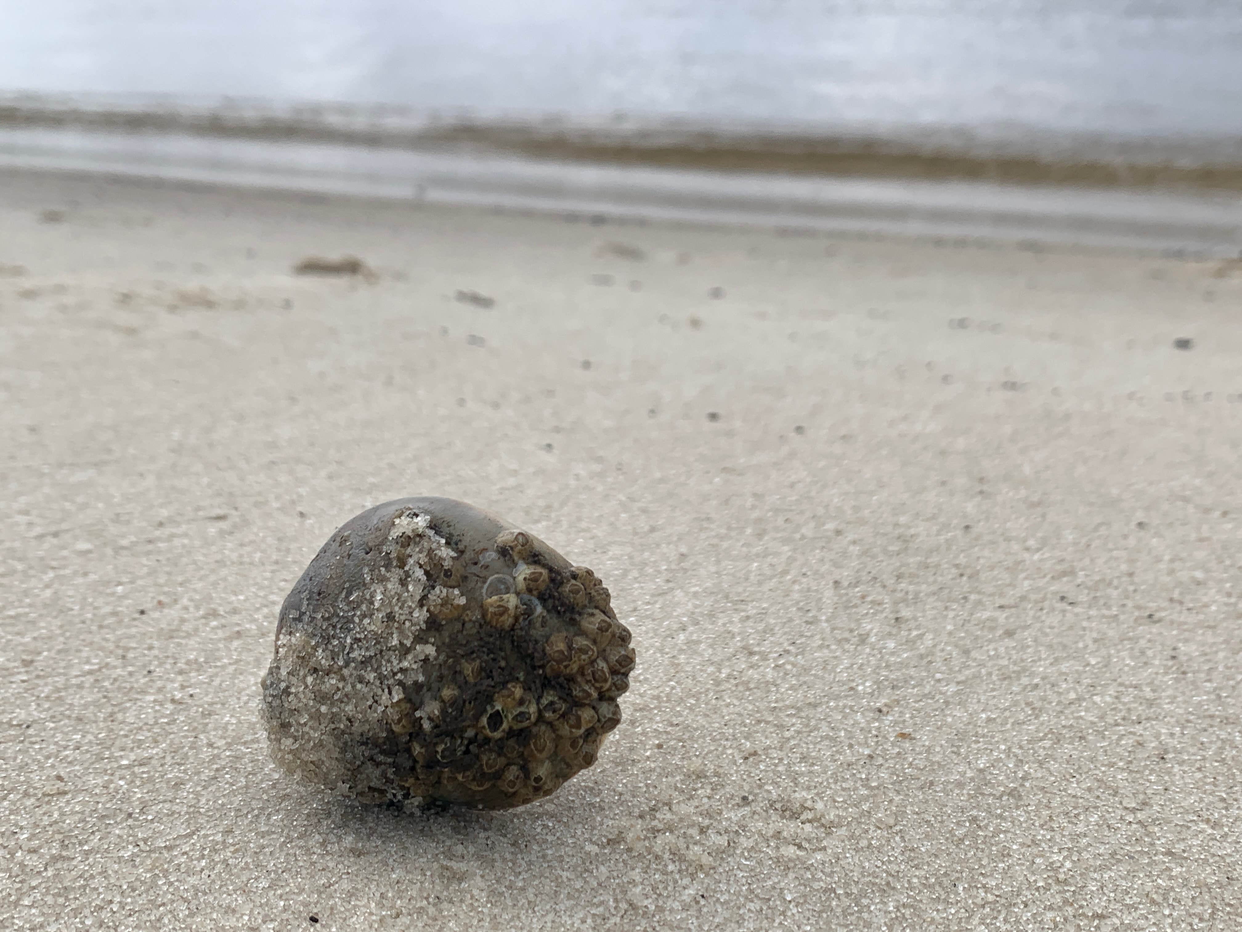 Camper-submitted photo at Deer Island Dispersed Camping near Ocean Springs, MS