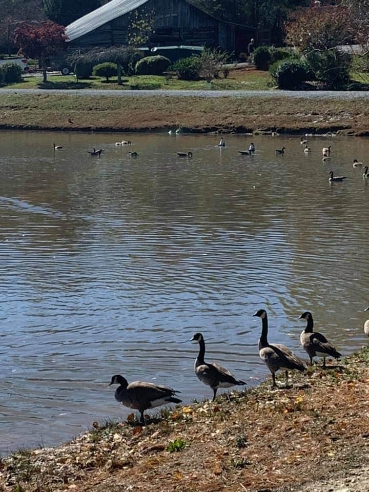 Geese on the lake