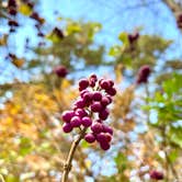 Review photo of Petit Jean State Park — Petit Jean State Park by Sara R., November 10, 2020