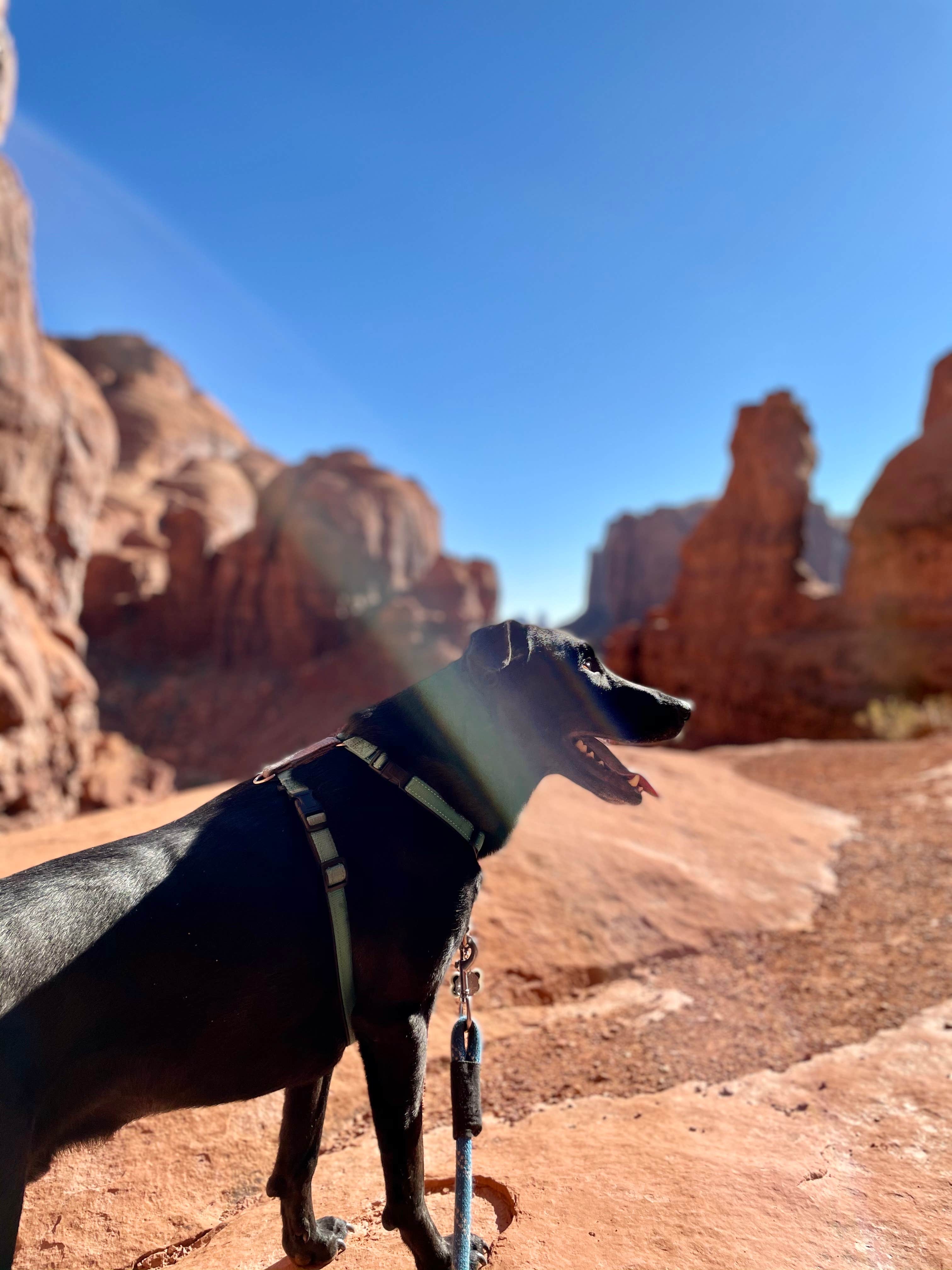 Sara R.'s photo of camping with pets at Gouldings RV and Campground near Kayenta, AZ