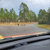 Review photo of Mike Roess Gold Head Branch State Park Campground & Cabins by Danna D., November 11, 2020