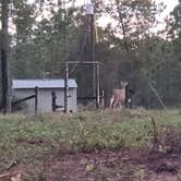 Review photo of Mike Roess Gold Head Branch State Park Campground & Cabins by Danna D., November 11, 2020