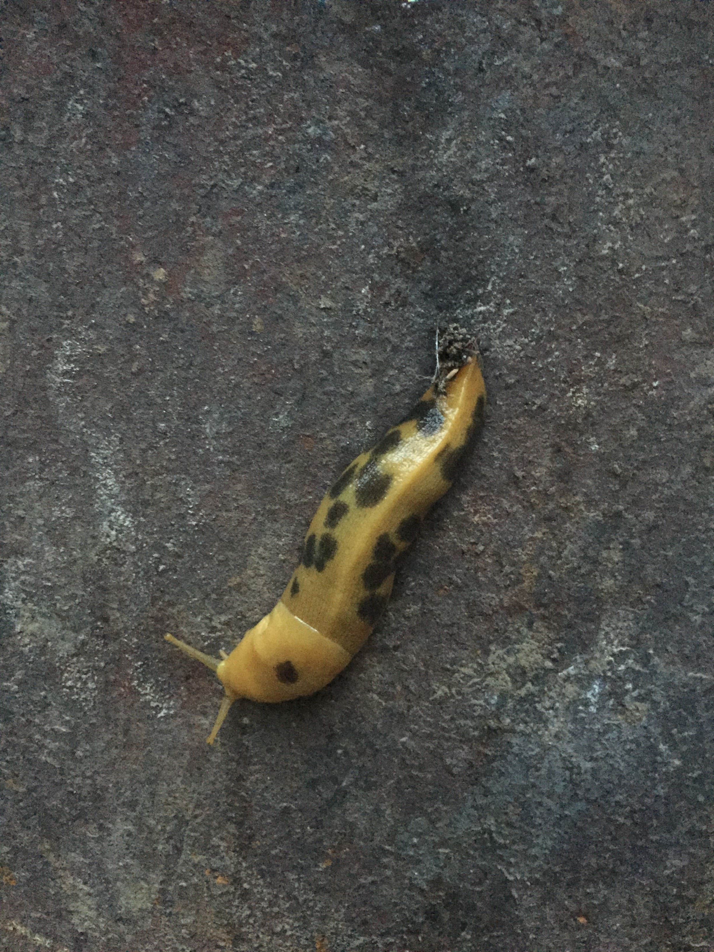 Camper-submitted photo at Russian Gulch State Park Campground near Mendocino Lake