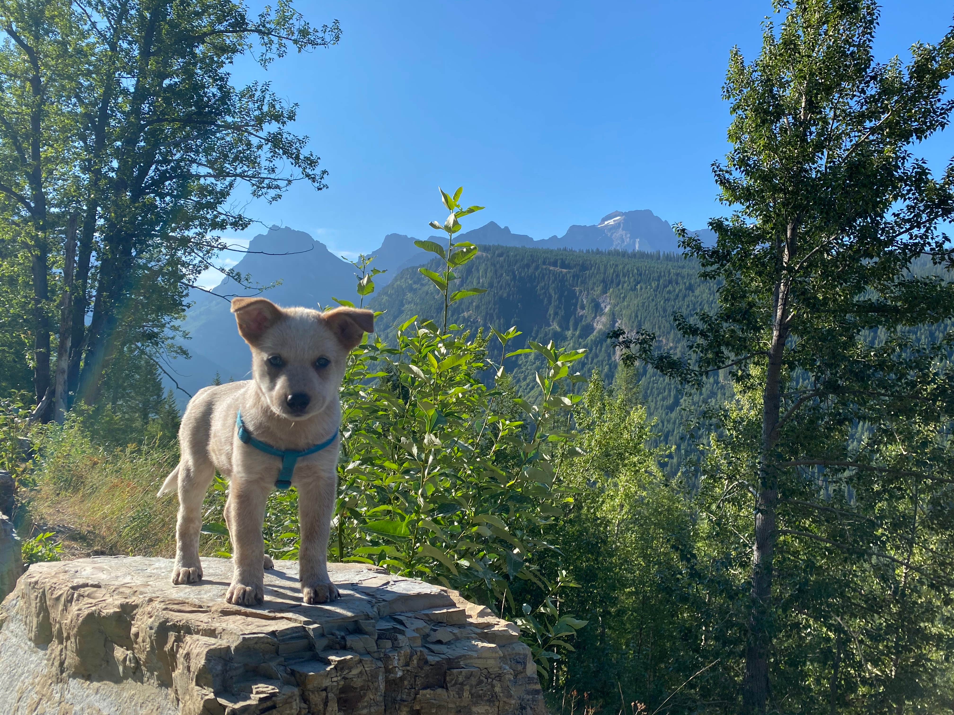 Shelly S.'s photo of camping with pets at West Glacier KOA Resort near Browning, MT