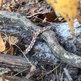 Review photo of Starved Rock Campground — Starved Rock State Park by Charles M., November 11, 2020