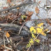 Review photo of Starved Rock Campground — Starved Rock State Park by Charles M., November 11, 2020