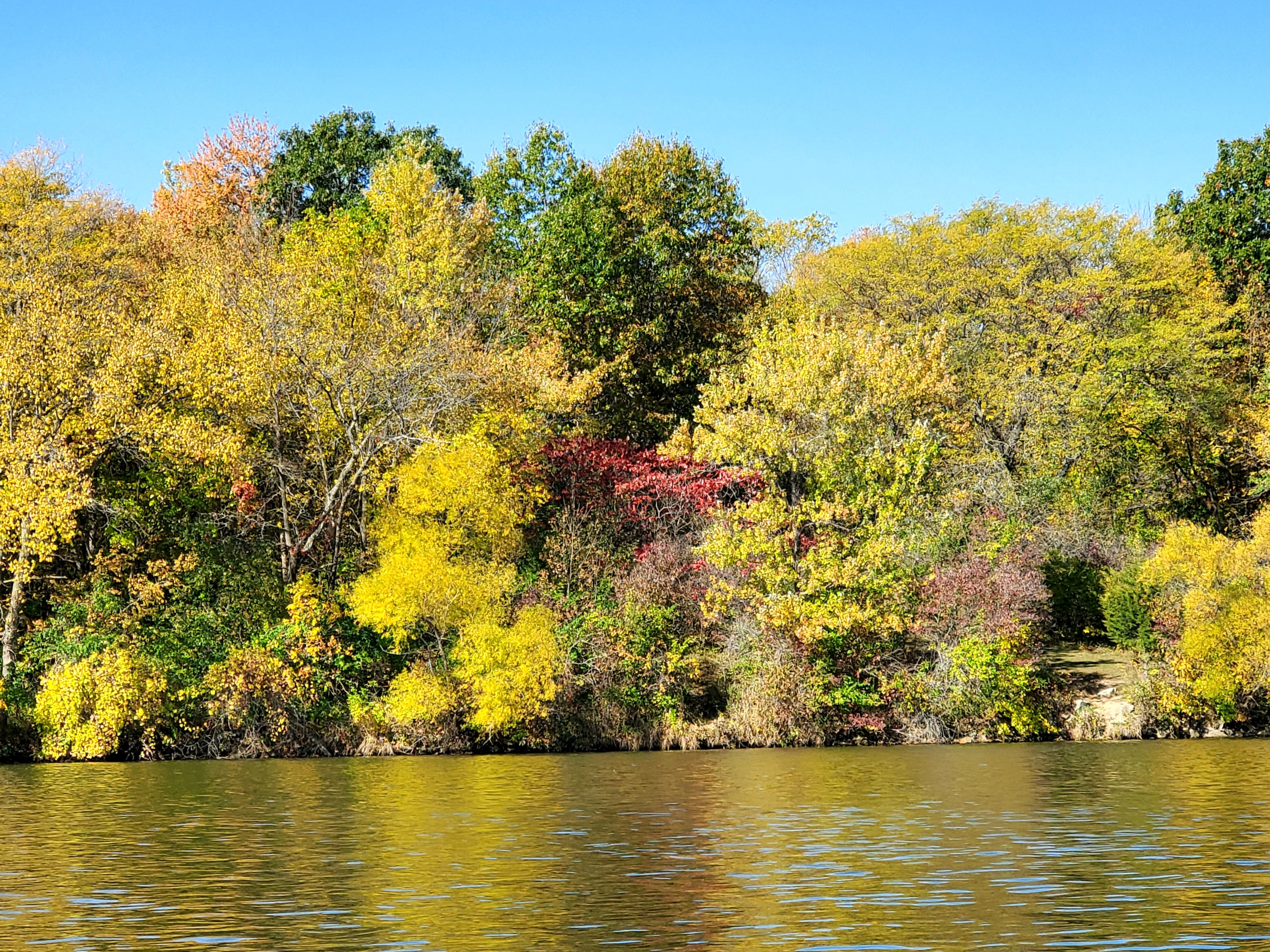 Fall colors on the bank