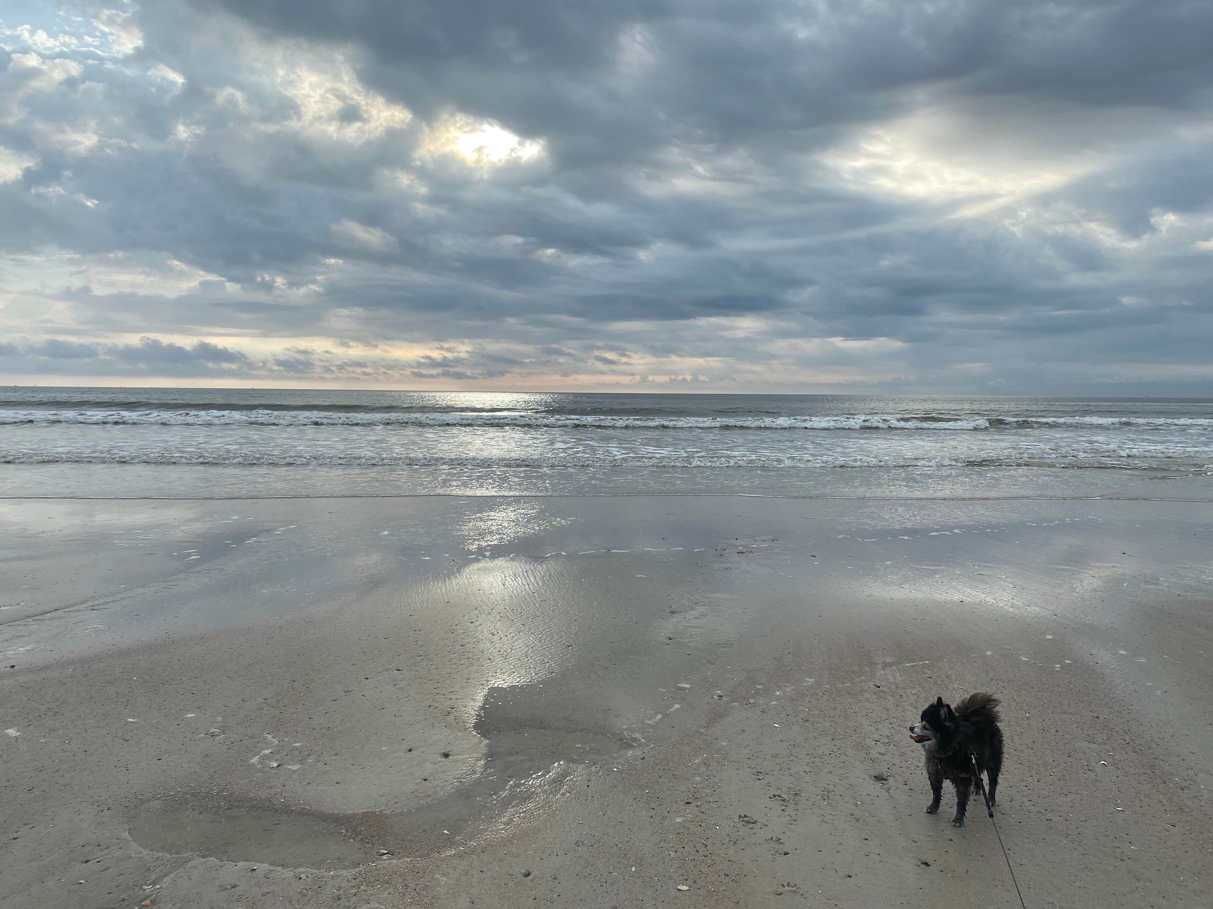 Shelly S.'s photo of camping with pets at Pelican Roost RV Park near Jacksonville, FL