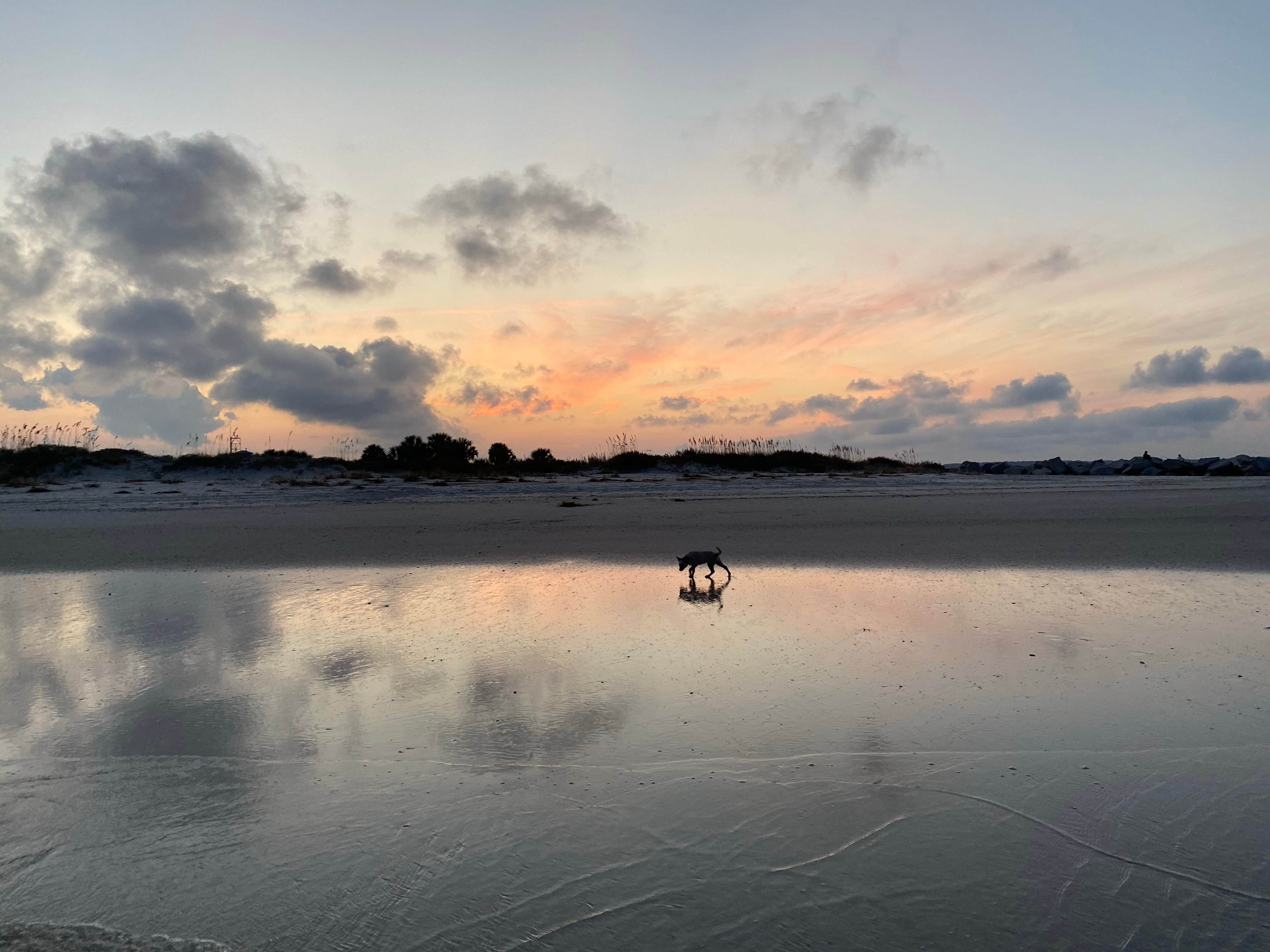 Shelly S.'s photo of camping with pets at Osprey Cove Military - Mayport NS near Fleming Island, FL