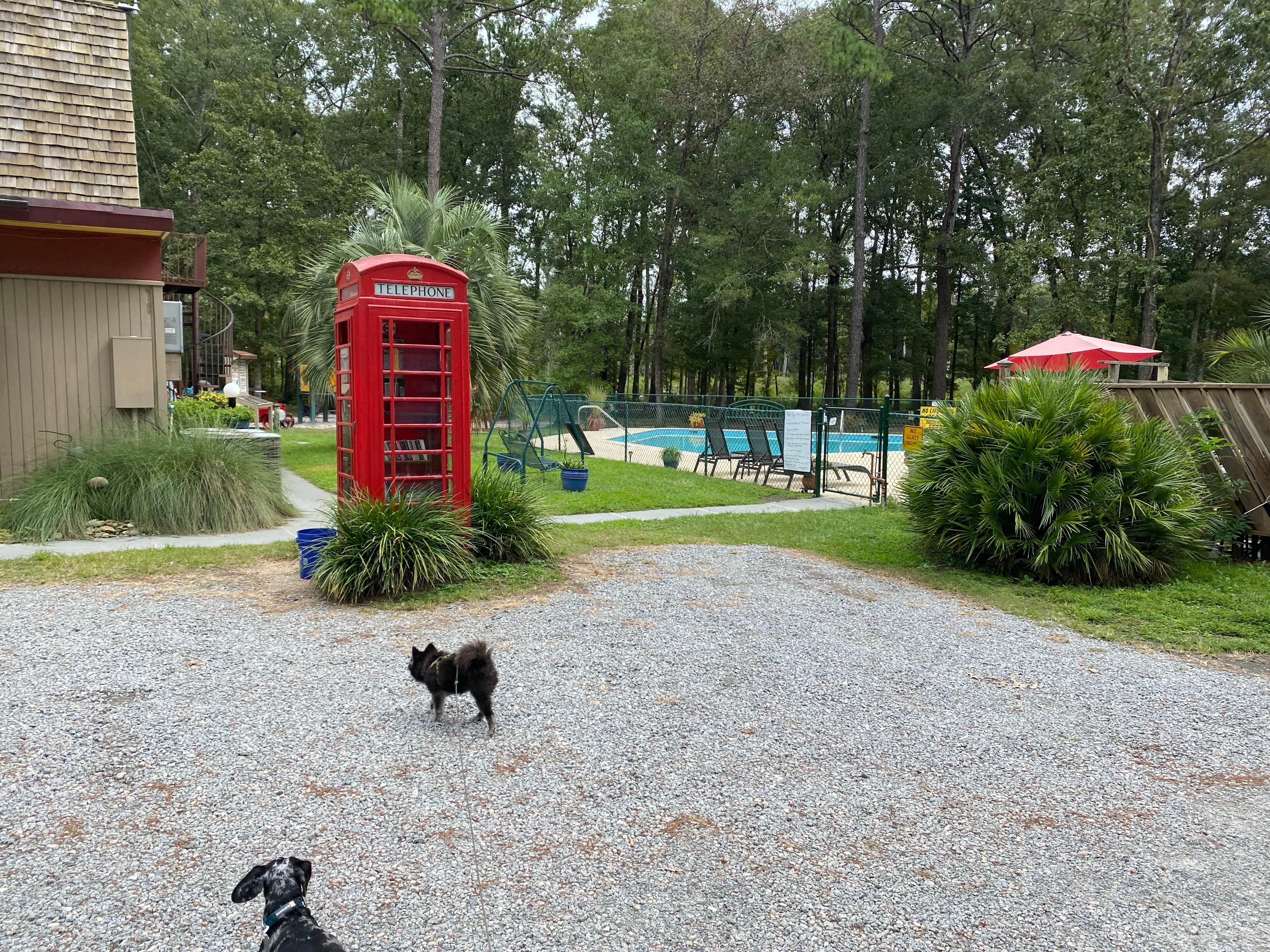 Shelly S.'s photo of camping with pets at Point South KOA near Hilton Head Island, SC