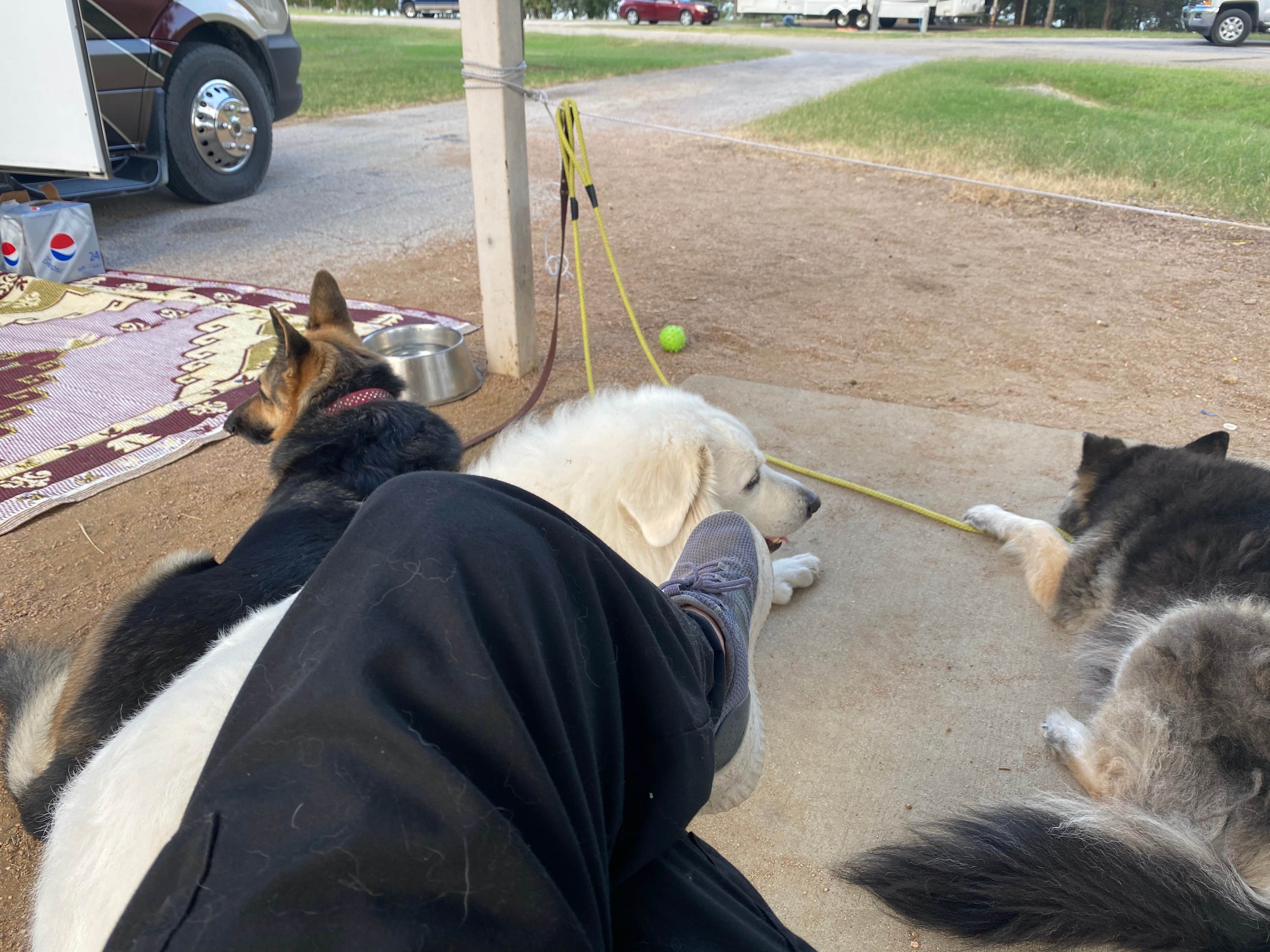 Michael C.'s photo of camping with pets at Speegleville Park near Belton Lake