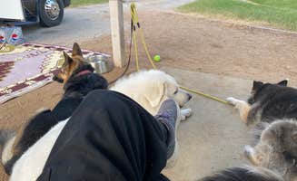 Michael C.'s photo of camping with pets at Speegleville Park near Moody, TX