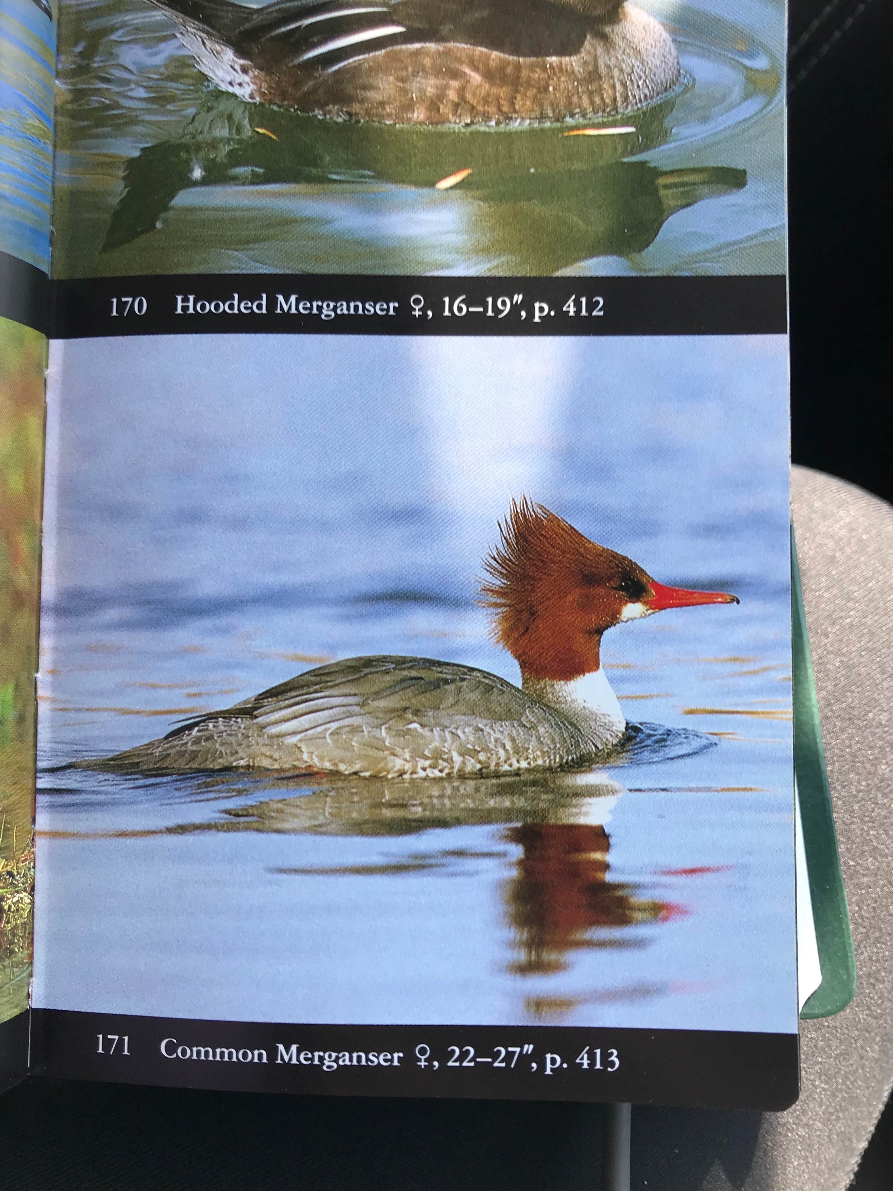 Camper-submitted photo at Green River Lakes Campground near Boulder, WY