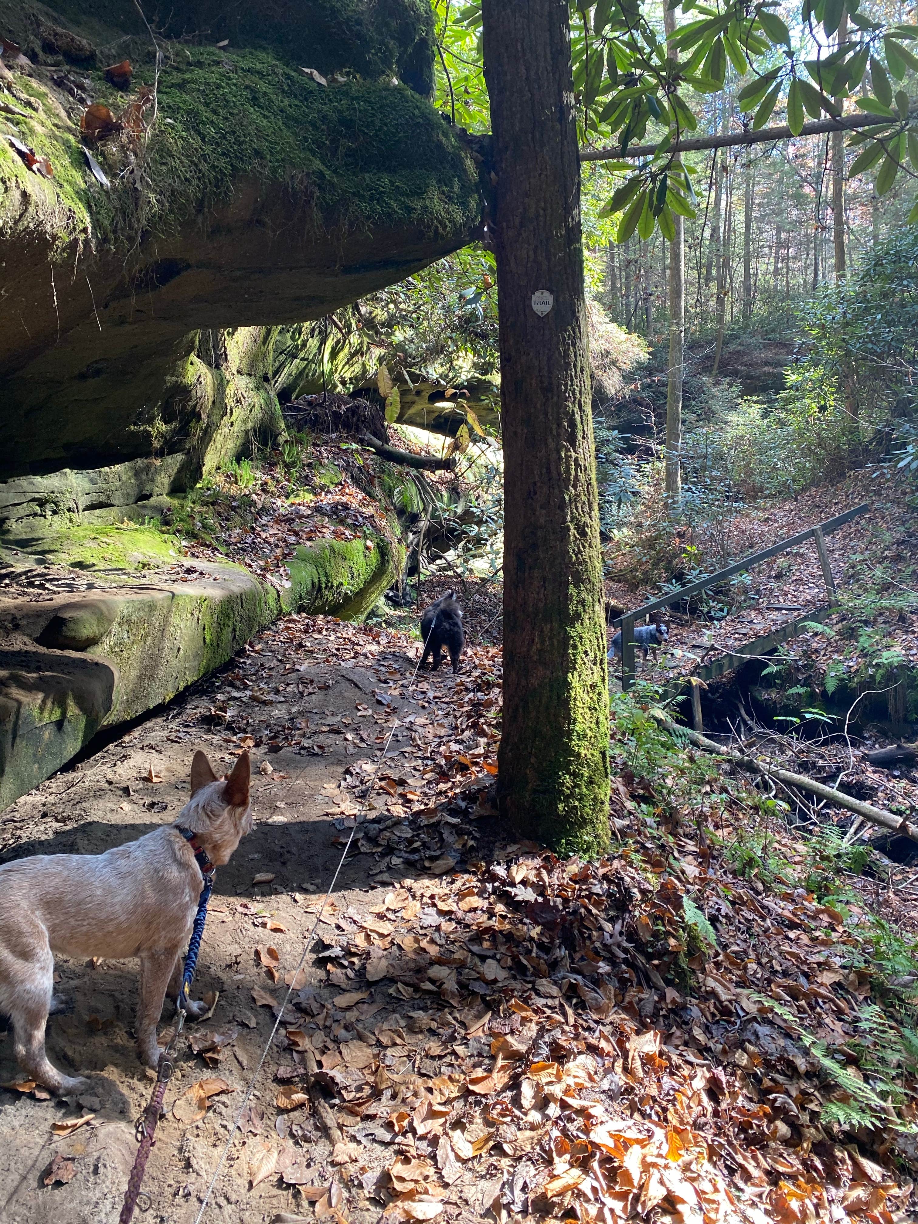 Shelly S.'s photo of camping with pets at Pickett CCC Memorial State Park Campground near Robbins, TN