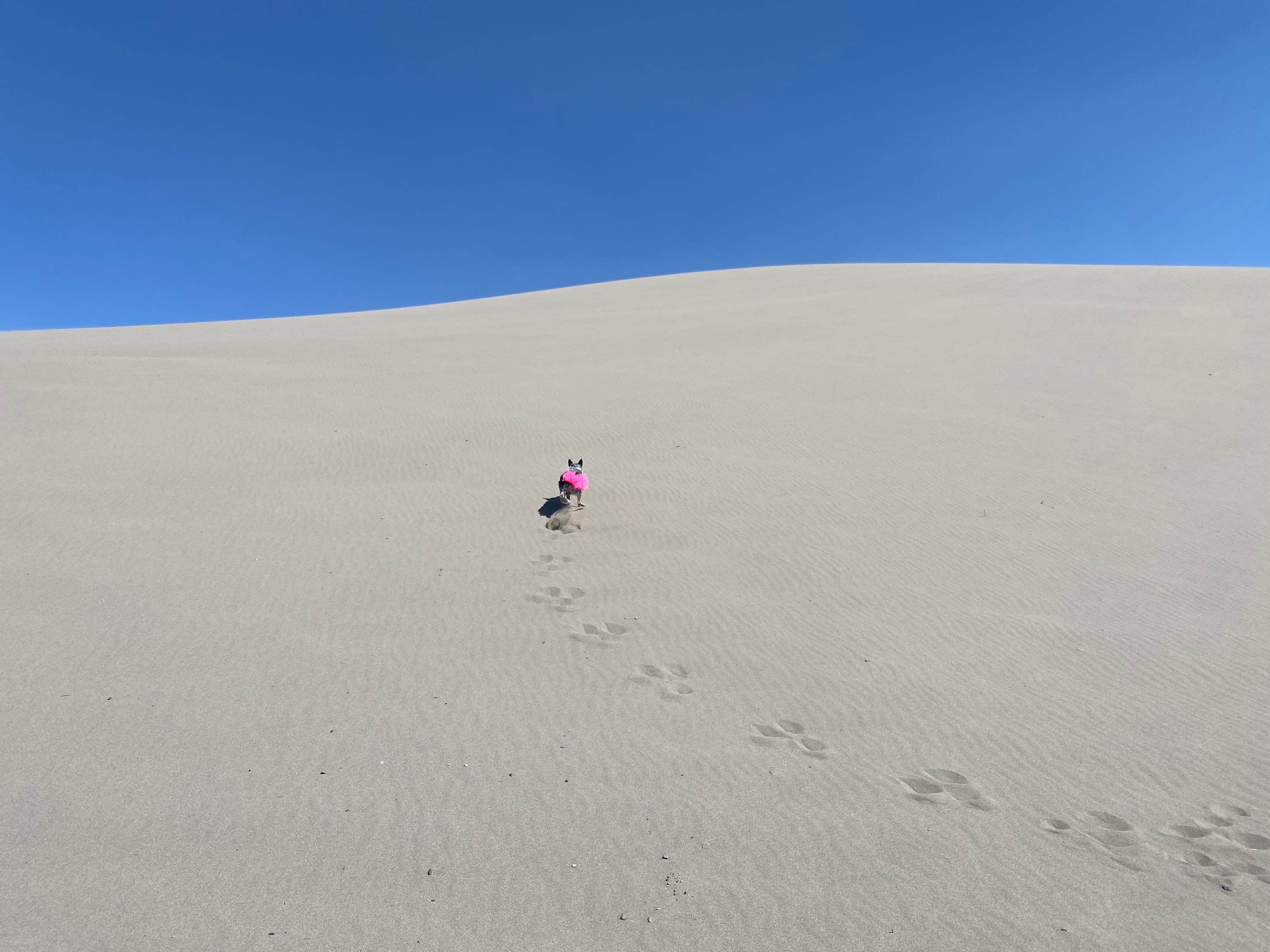 Bruneau Dunes State Park Campground