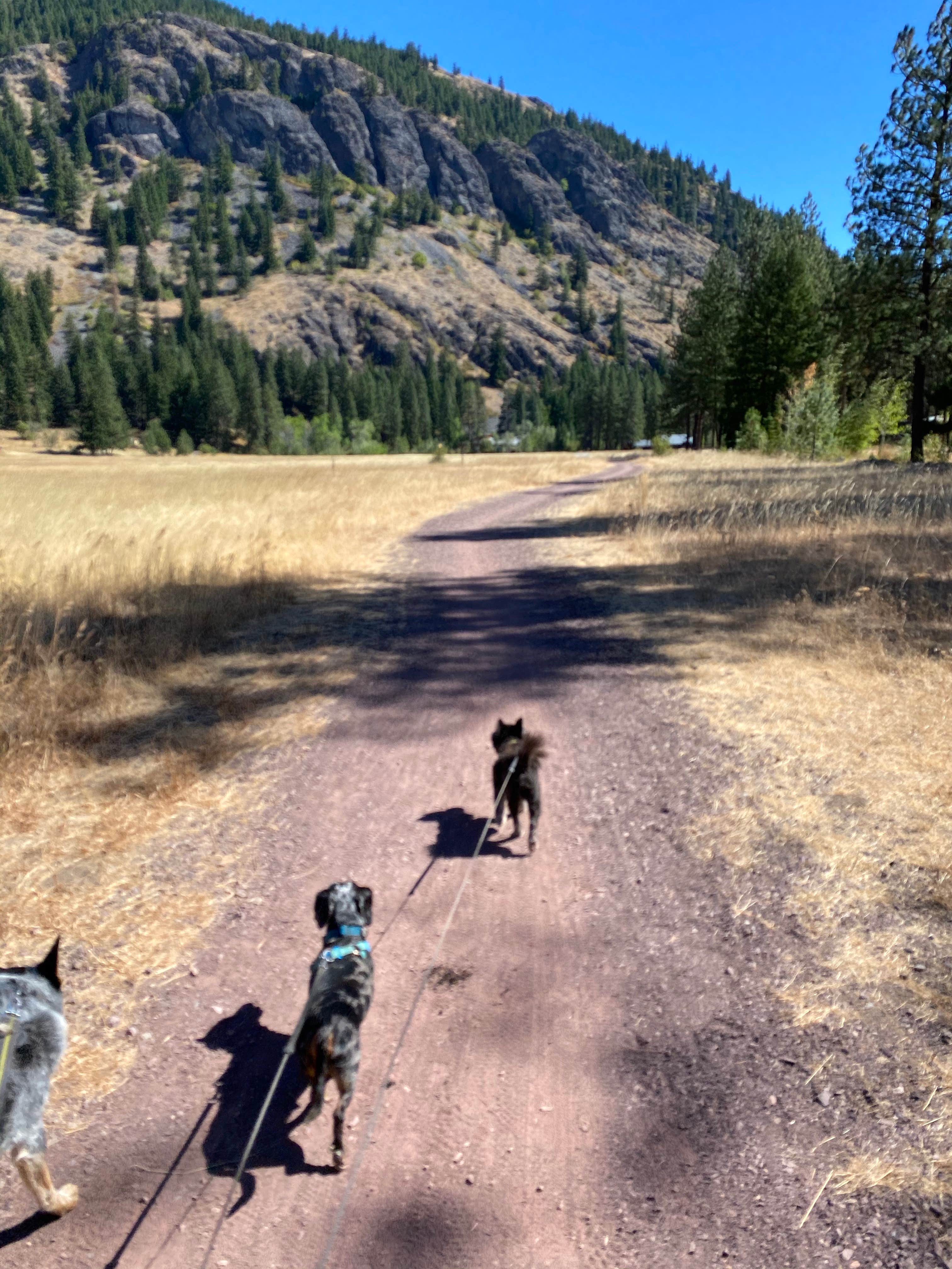 Shelly S.'s photo of camping with pets at Lone Fir Campground near Mazama, WA
