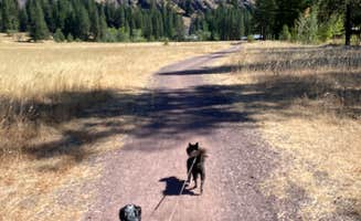 Shelly S.'s photo of camping with pets at Lone Fir Campground near Mazama, WA