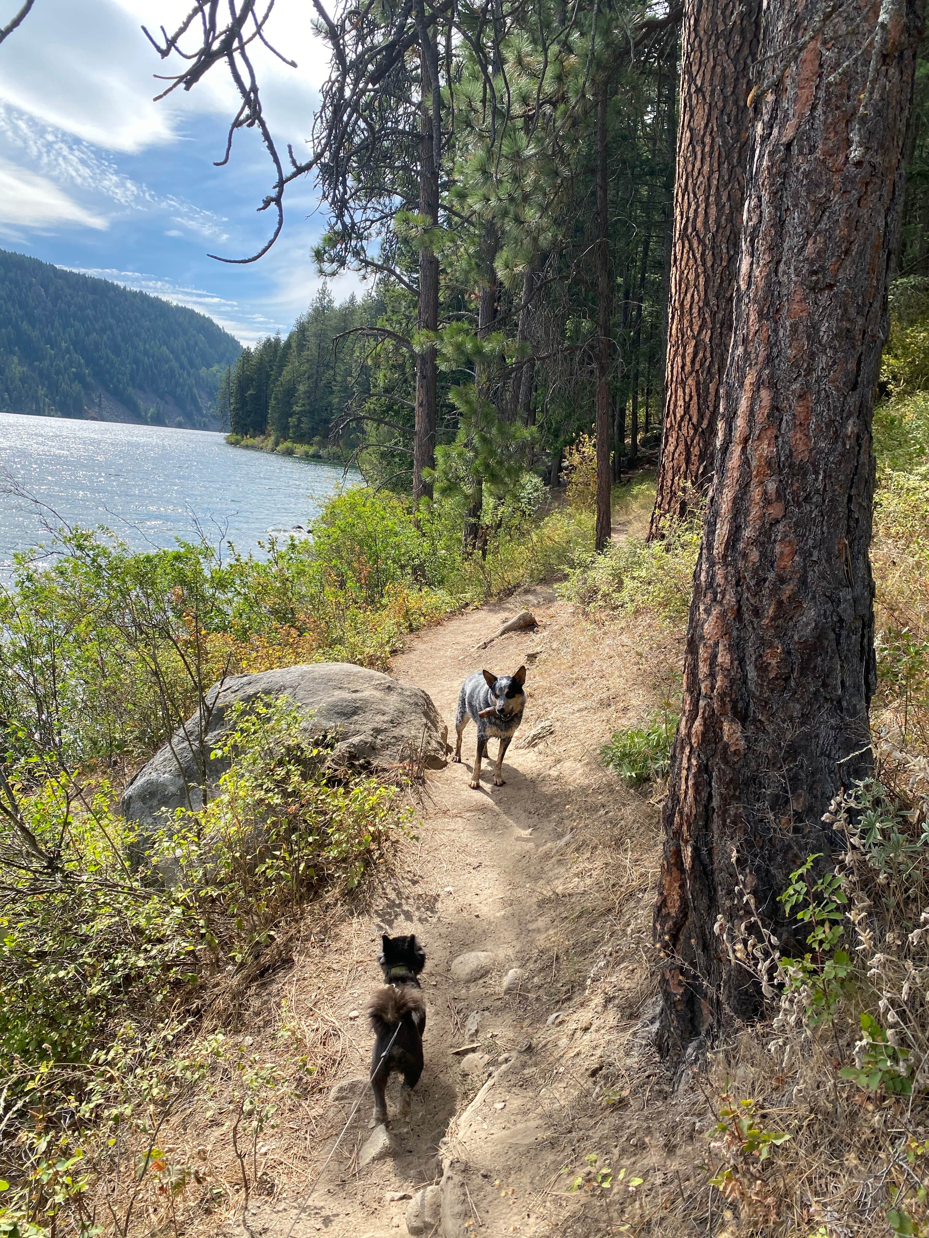 Shelly S.'s photo of camping with pets at Snowberry Campground — Farragut State Park near Hayden, ID