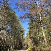 Review photo of Brown Mountain Roadside Campsites by Jay R., November 12, 2020