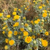 Review photo of Buffalo Gap Dispersed Camping by Kelsey Z., November 12, 2020