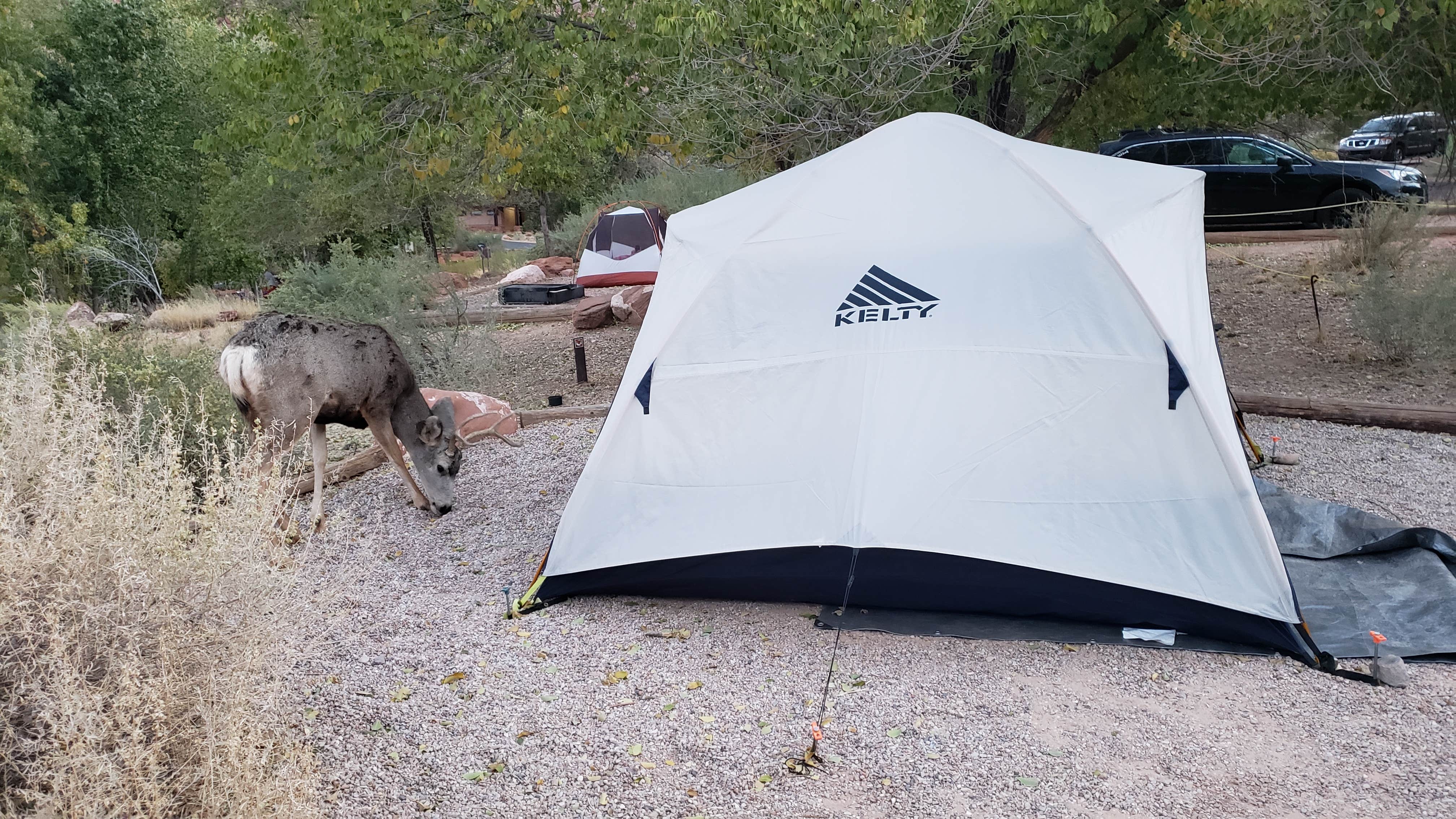 Stacy C.'s photo at Watchman Campground — Zion National Park near Zion National Park