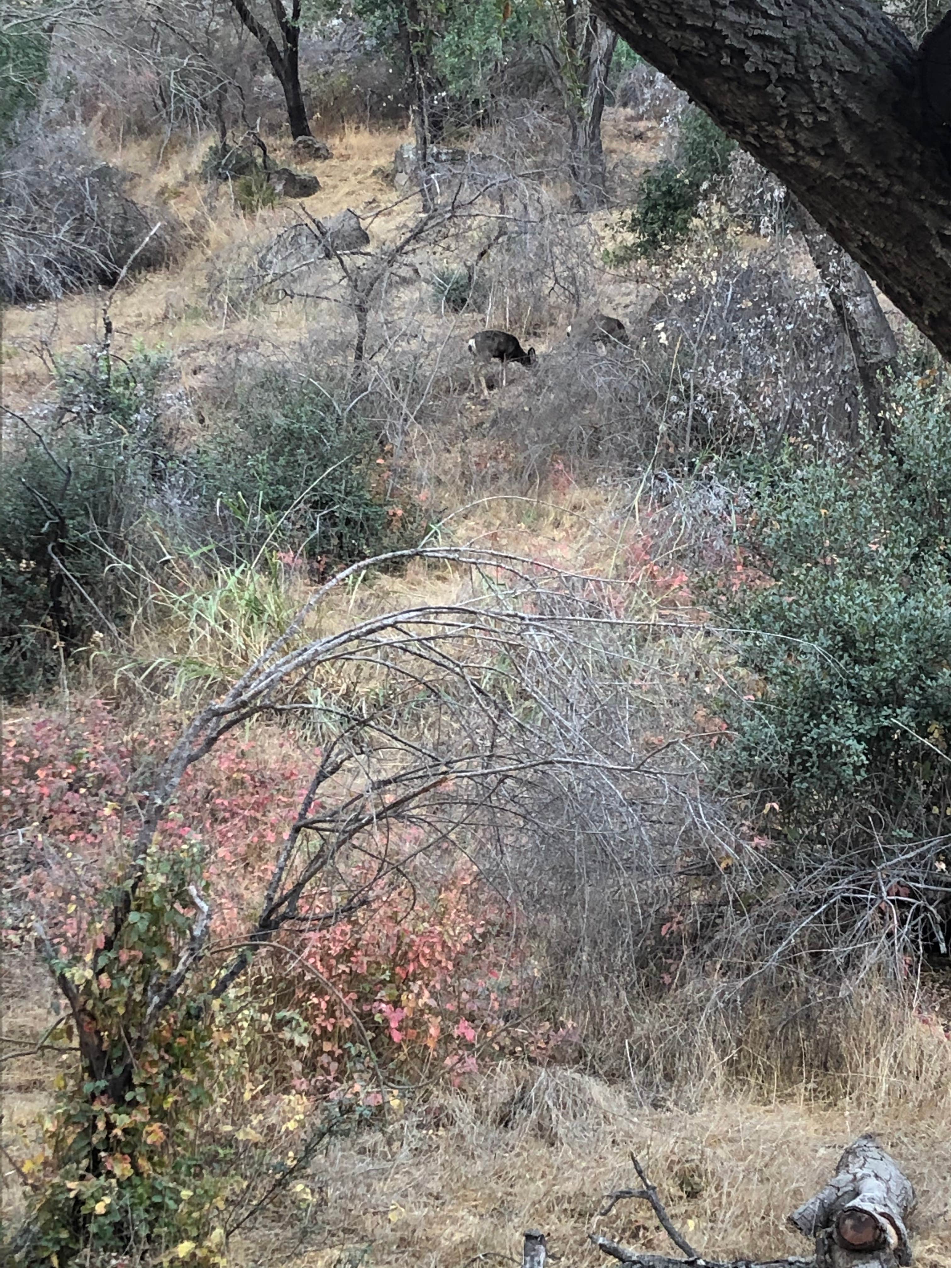 Malibu Creek State Park Campground