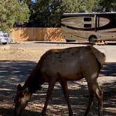 Review photo of Trailer Village RV Park — Grand Canyon National Park by Drew S., November 12, 2020