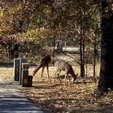 Review photo of Isle du Bois — Ray Roberts Lake State Park by Tony C., November 12, 2020