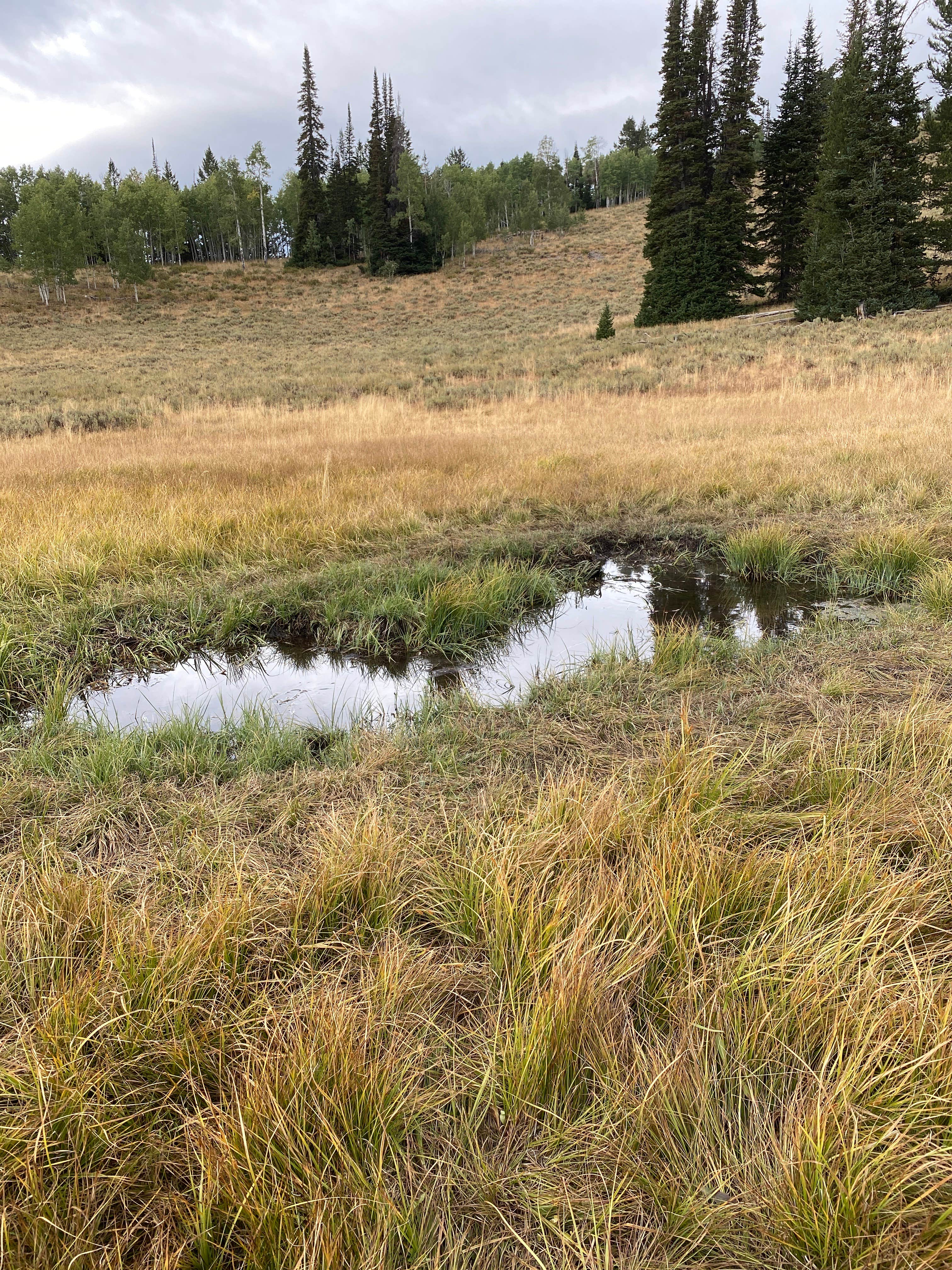 Camper submitted image from Wolf Creek (UT) - 5