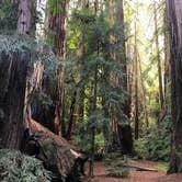 Review photo of Pfeiffer Big Sur State Park Campground by Clark B., May 23, 2018