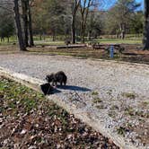 Review photo of Pulaski County Park by Shelly S., November 12, 2020