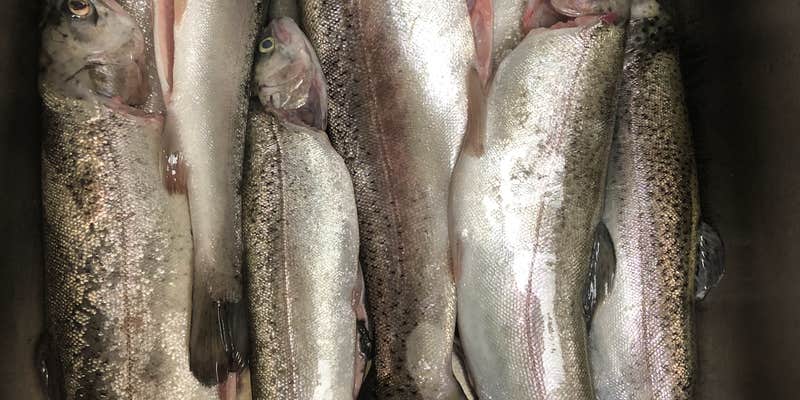 Camper submitted image from Payson Lakes